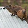 Daman skalni - Procavia capensis - Rock Hyrax o2279